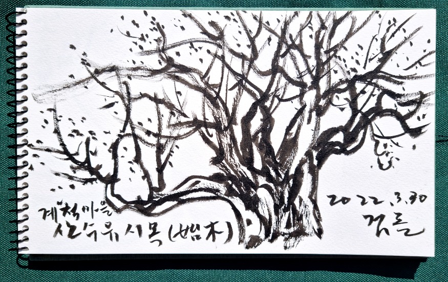 계척마을 산수유 시목(始木).jpg